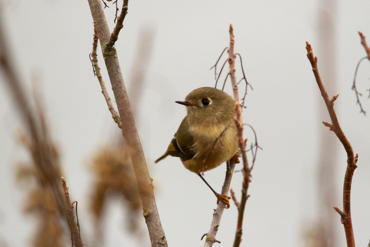 מלכילון אמריקני - ML625675972