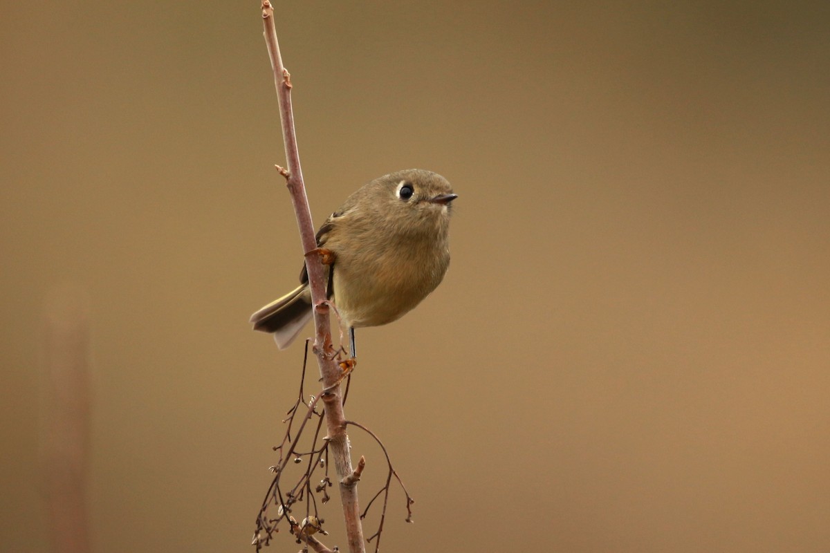 מלכילון אמריקני - ML625675974