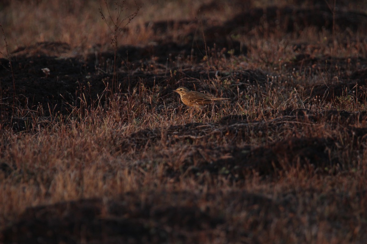 Çeltik İncirkuşu - ML625675975