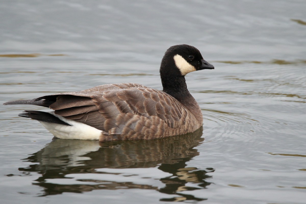ברנטה גוצית - ML625675984