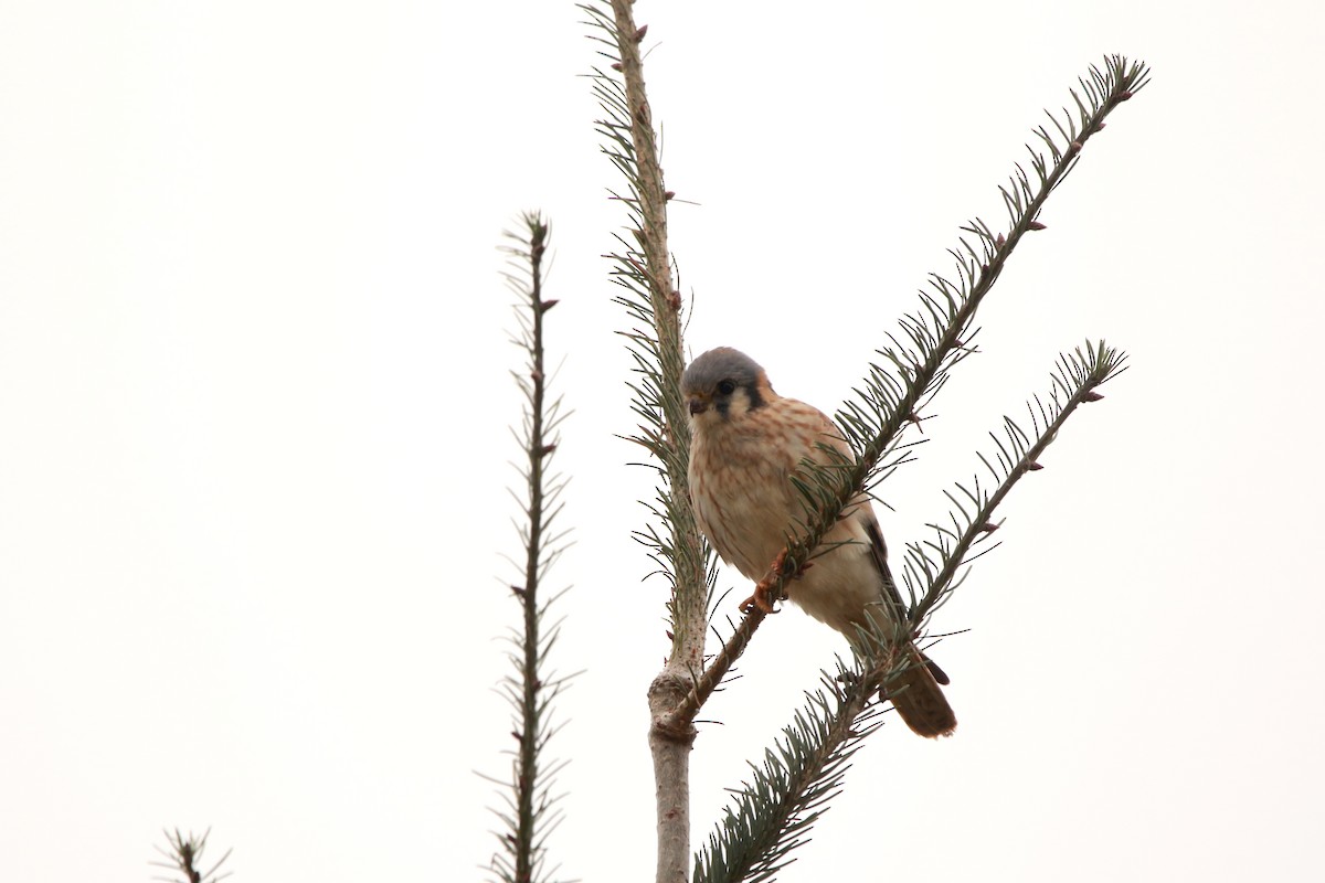 בז אמריקני - ML625675986