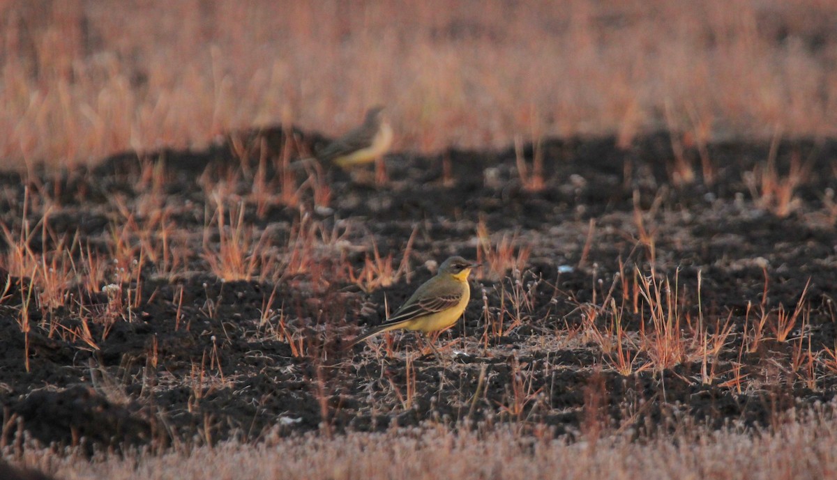 Sarı Kuyruksallayan - ML625675987