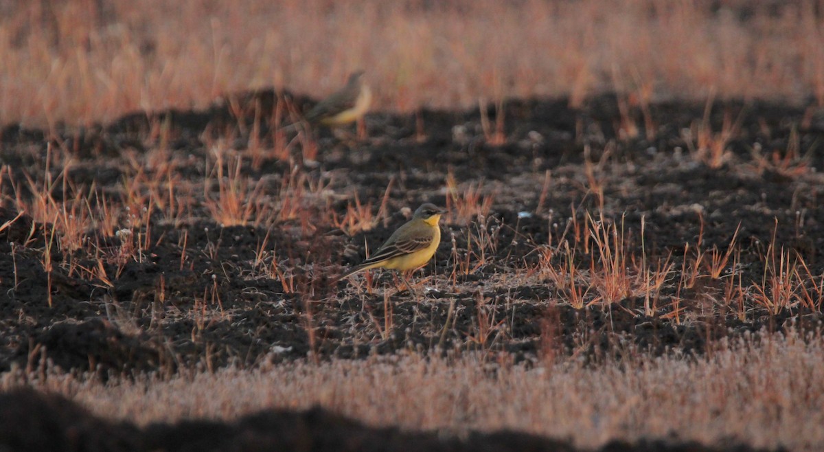 Sarı Kuyruksallayan - ML625675990