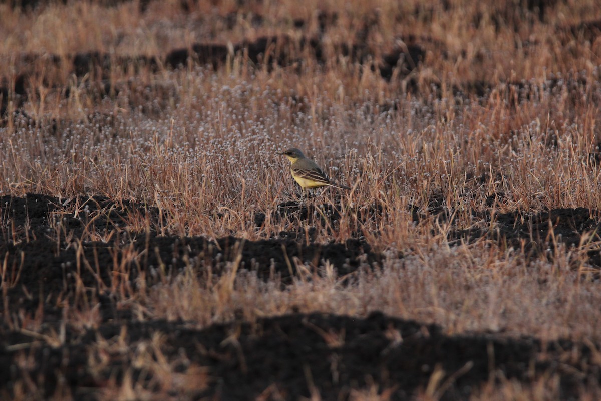 Sarı Kuyruksallayan - ML625675991