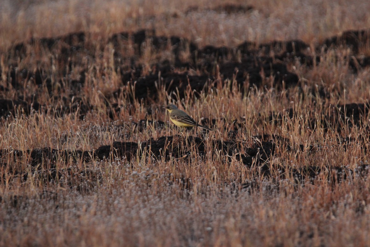 Sarı Kuyruksallayan - ML625675992