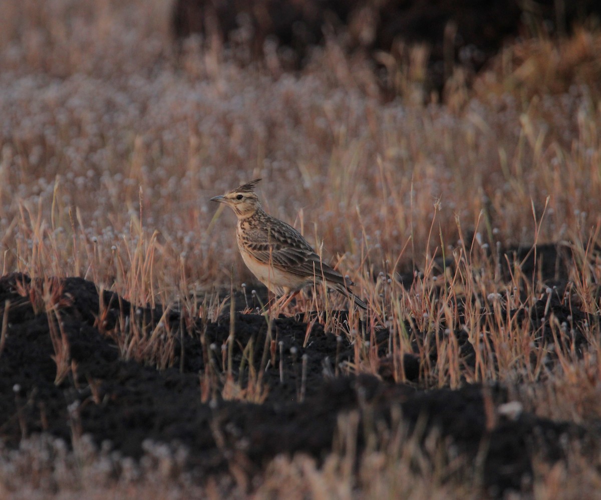 Malabar Toygarı - ML625676015