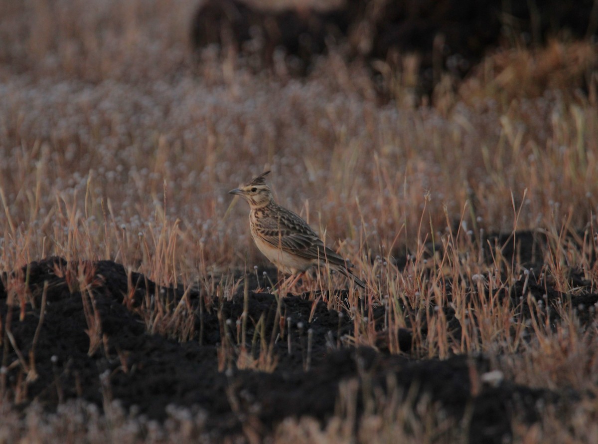 Malabar Toygarı - ML625676025