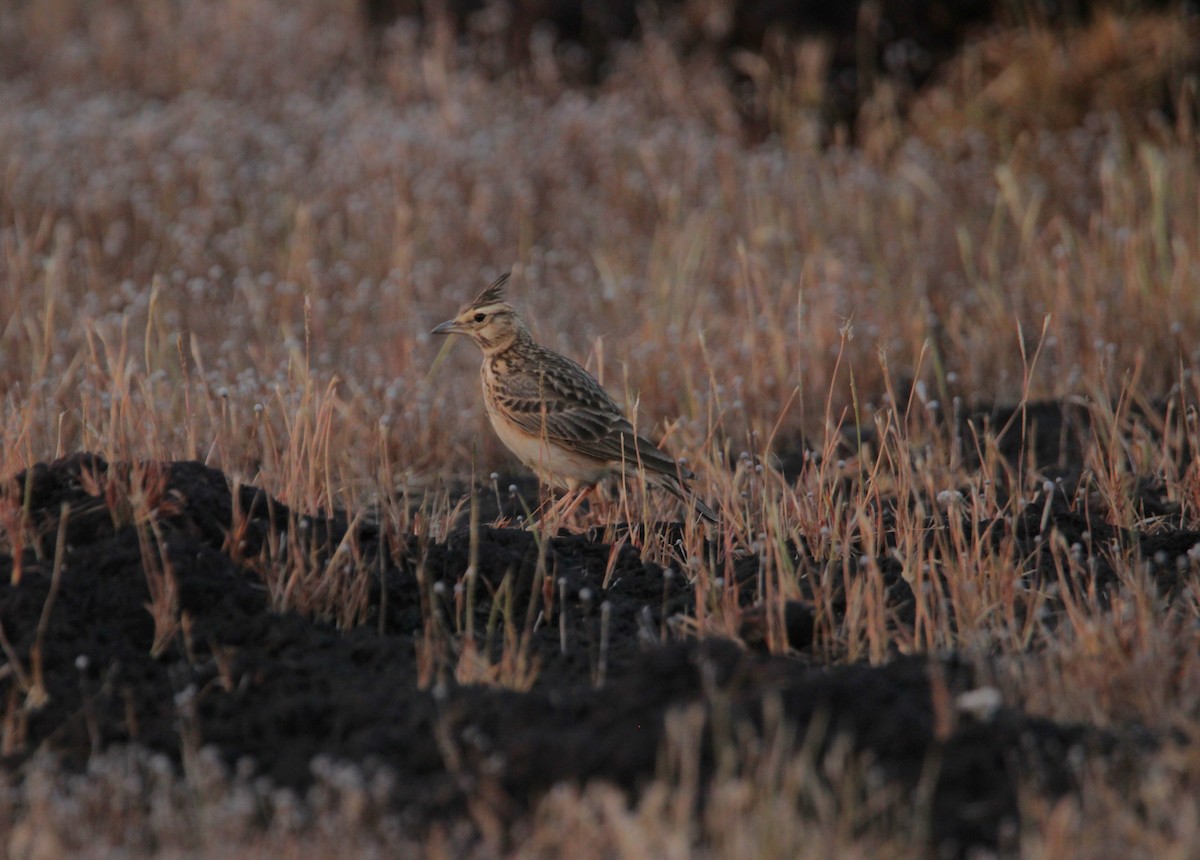 Malabar Toygarı - ML625676049