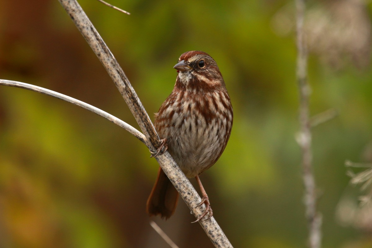 Song Sparrow (rufina Group) - ML625676079