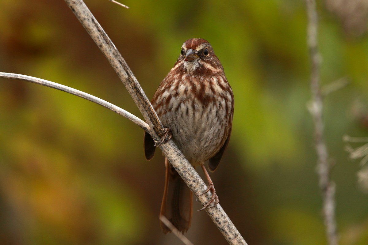 Song Sparrow (rufina Group) - ML625676080