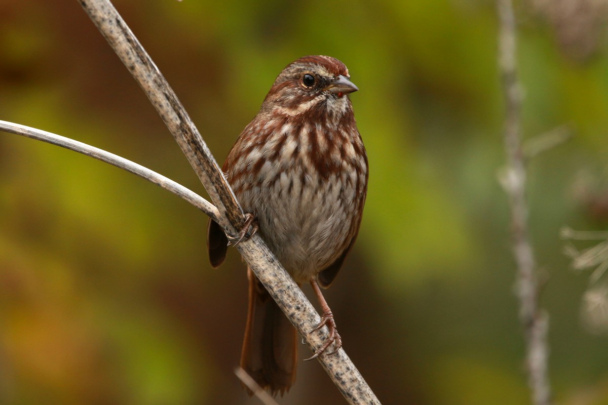 Song Sparrow (rufina Group) - ML625676081
