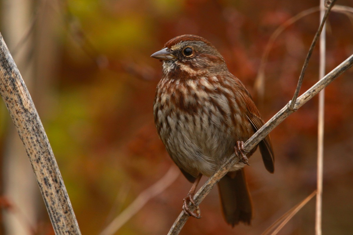 Song Sparrow (rufina Group) - ML625676083