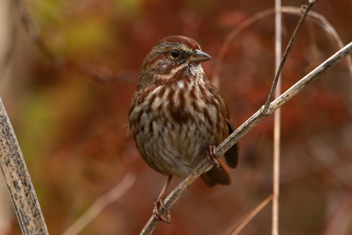 Song Sparrow (rufina Group) - ML625676088