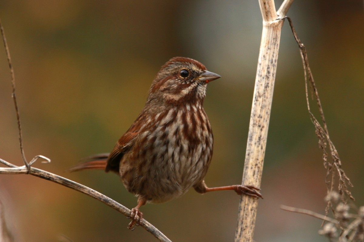Song Sparrow (rufina Group) - ML625676089