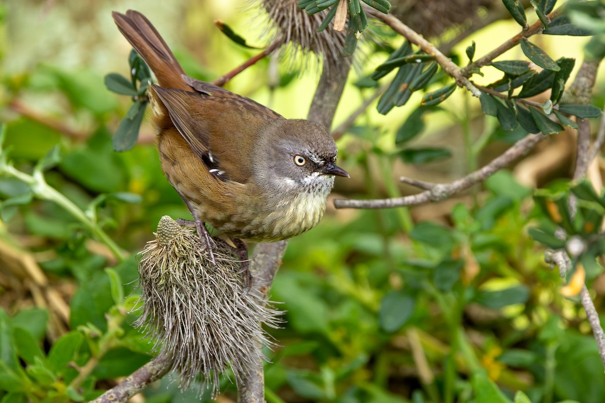 Tasmanian Scrubwren - ML625676114