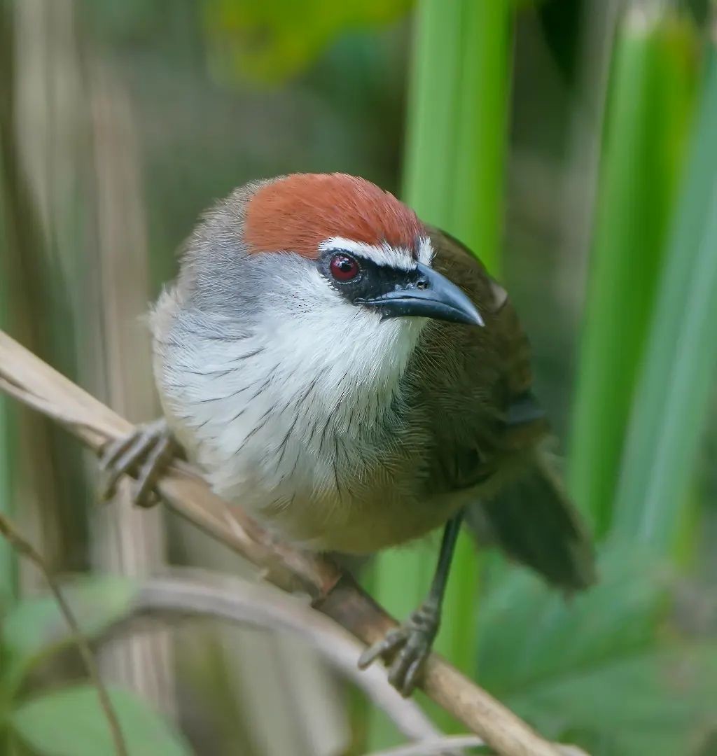 Chestnut-capped Babbler - ML625676127