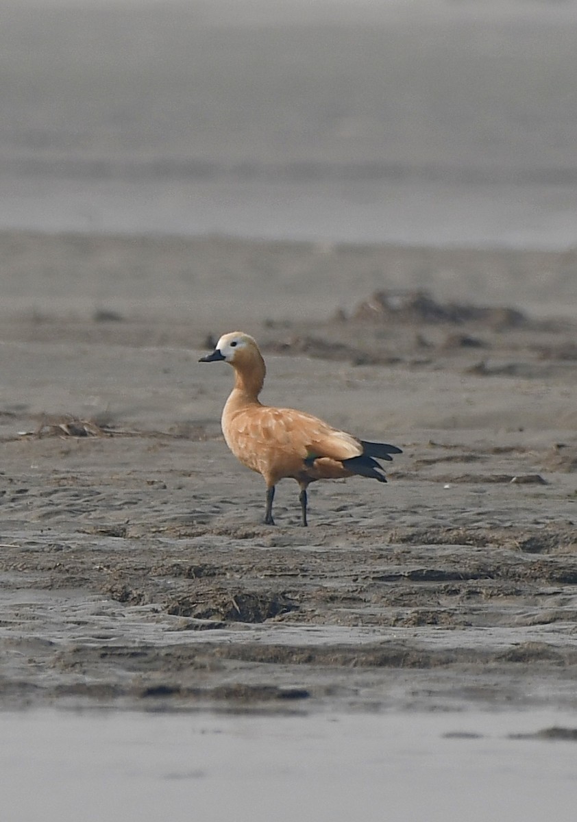 Ruddy Shelduck - ML625676188