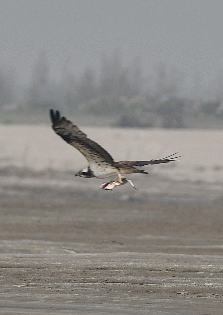 Osprey - ML625676216