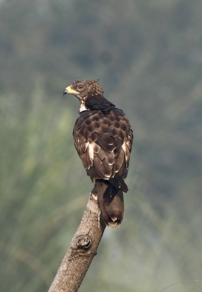 Oriental Honey-buzzard - ML625676222