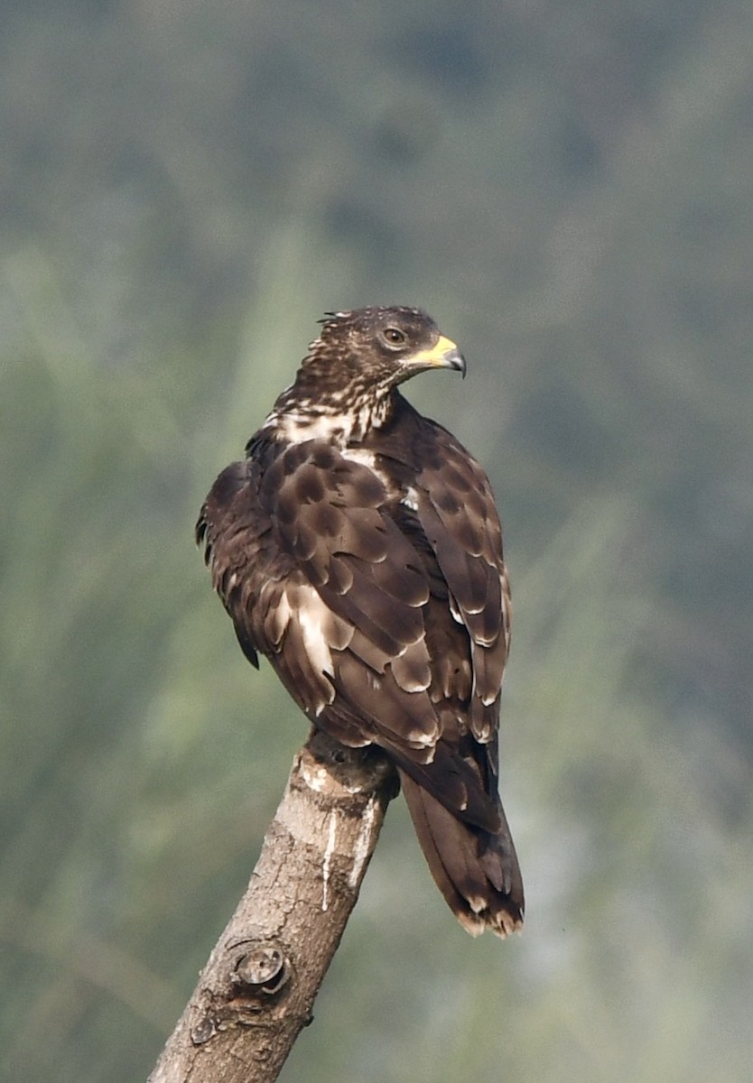 Oriental Honey-buzzard - ML625676223