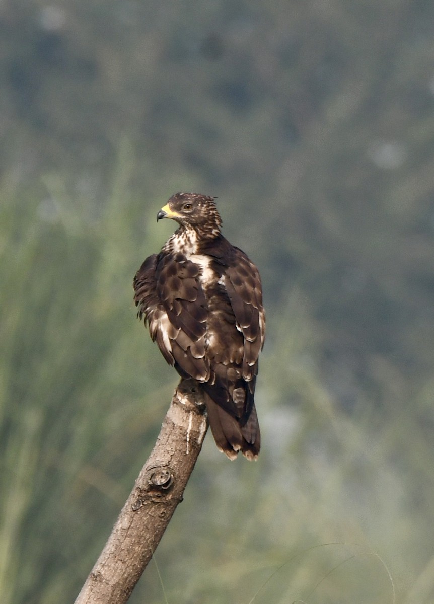 Oriental Honey-buzzard - ML625676224