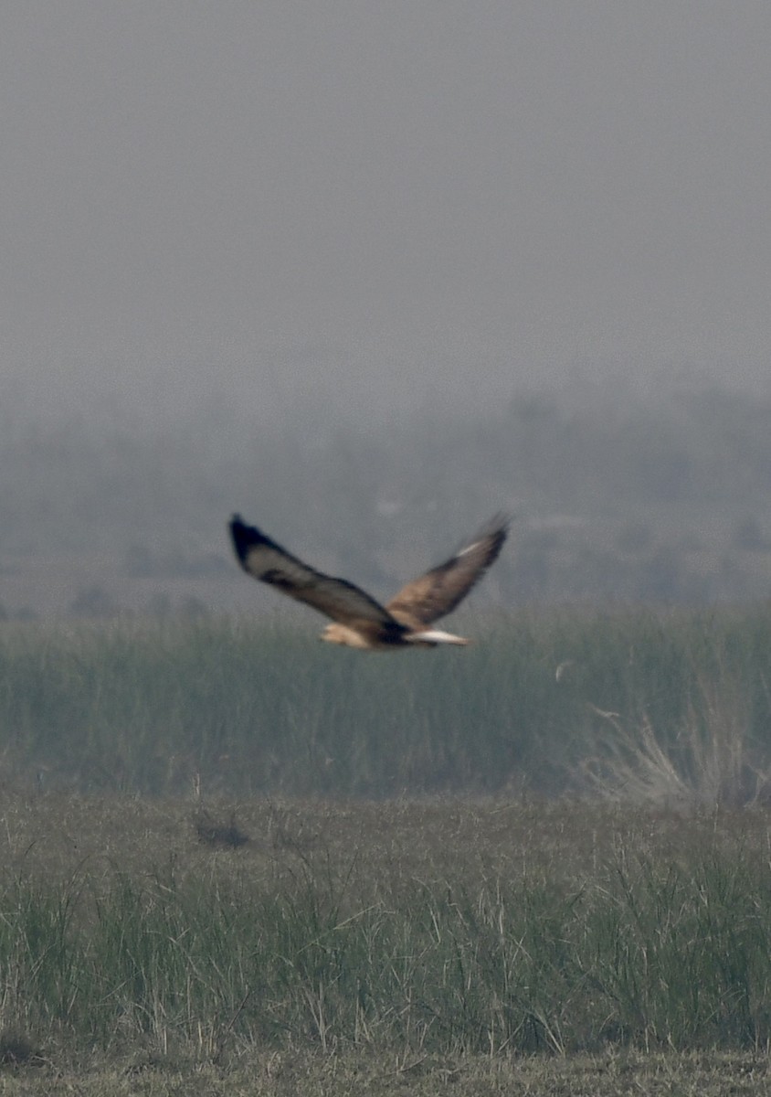 Long-legged Buzzard - ML625676242