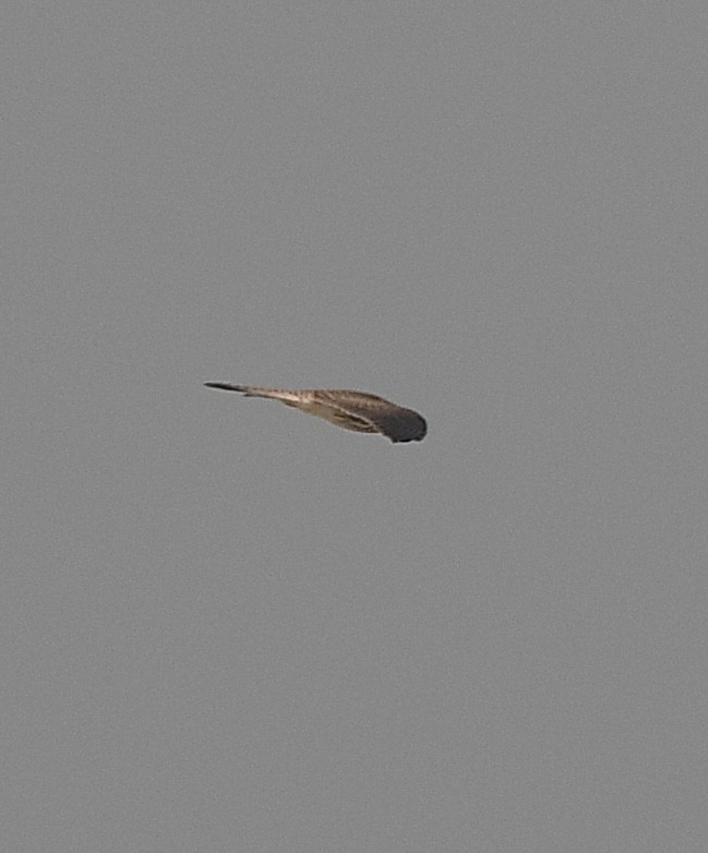Eurasian Kestrel - ML625676250