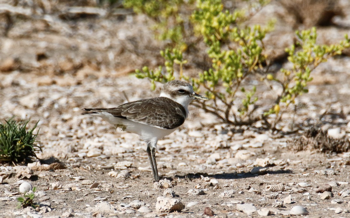 Seeregenpfeifer (alexandrinus/nihonensis) - ML625676537