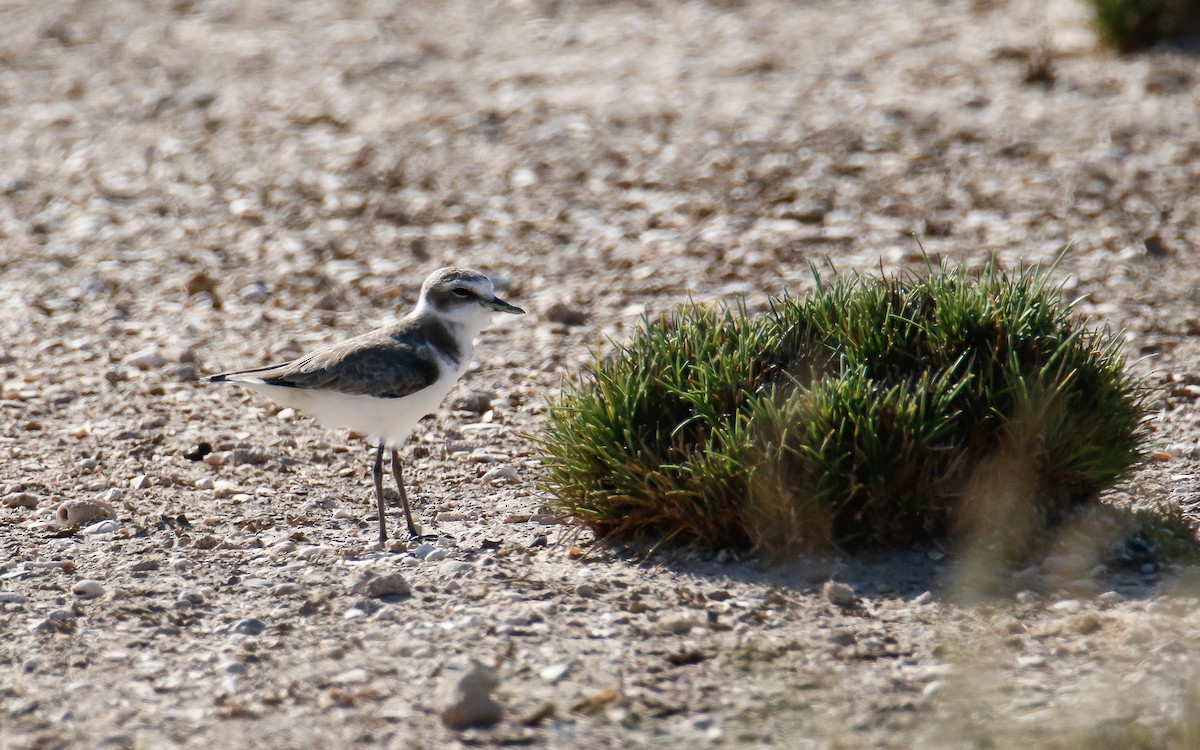 Seeregenpfeifer (alexandrinus/nihonensis) - ML625676538