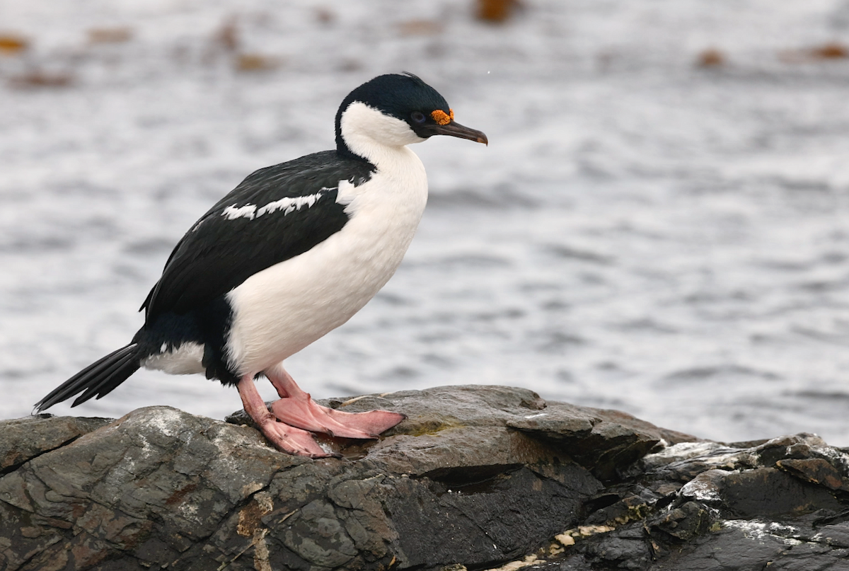 South Georgia Shag - ML625676621