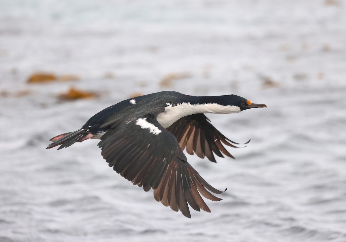 South Georgia Shag - ML625676622