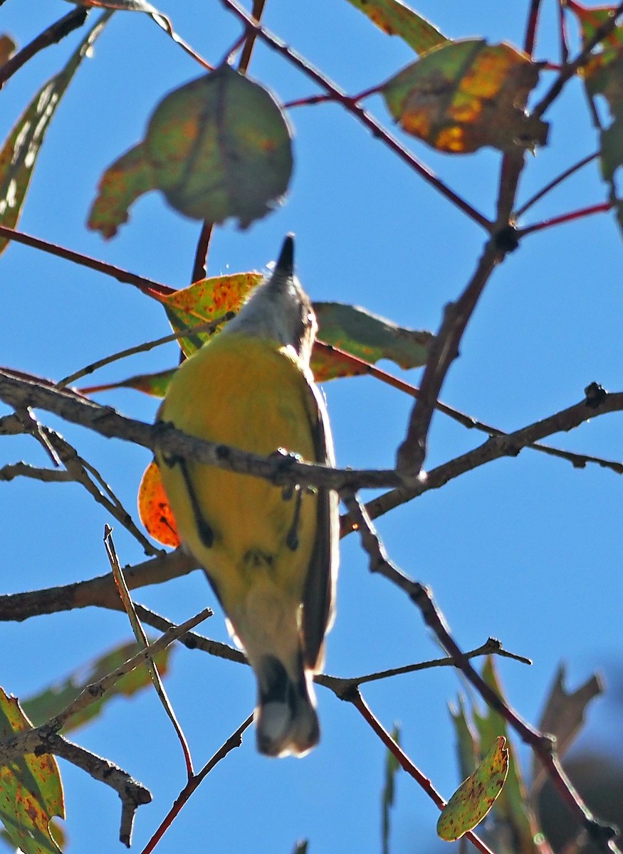 White-throated Gerygone - ML625676656