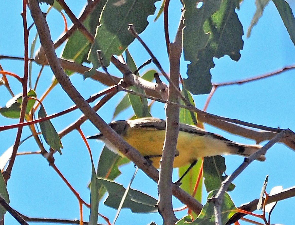 White-throated Gerygone - ML625676659