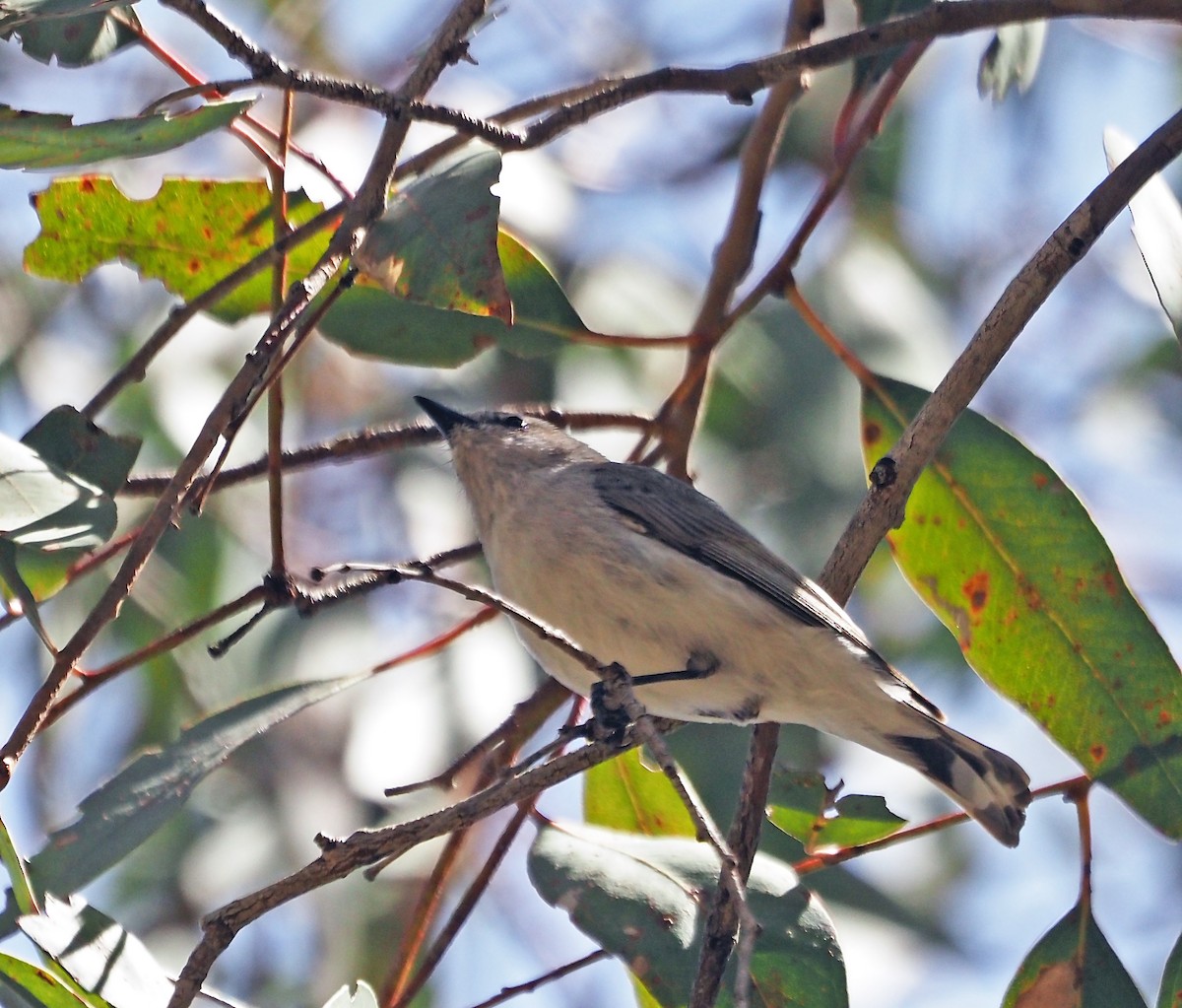 Western Gerygone - ML625676673