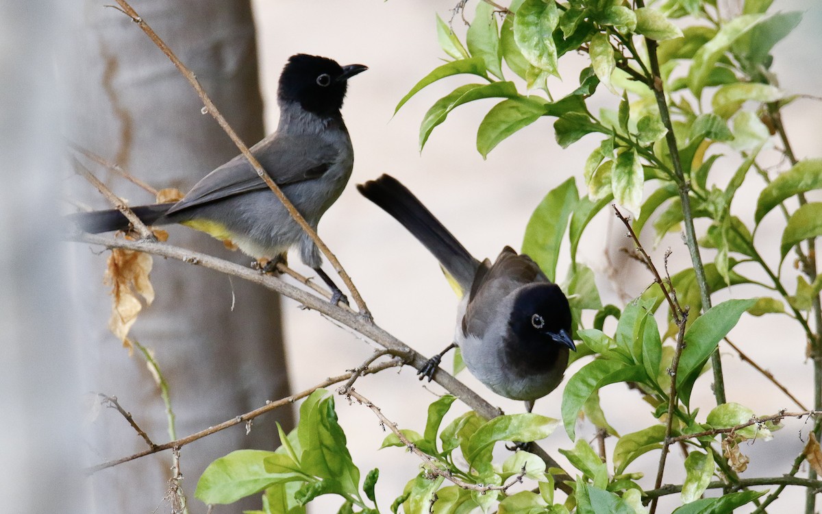 White-spectacled Bulbul - ML625676721