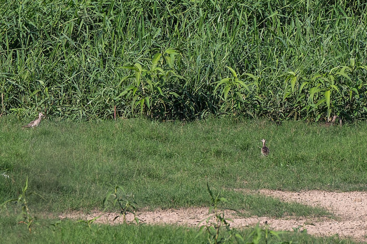 Little Curlew - ML625676742