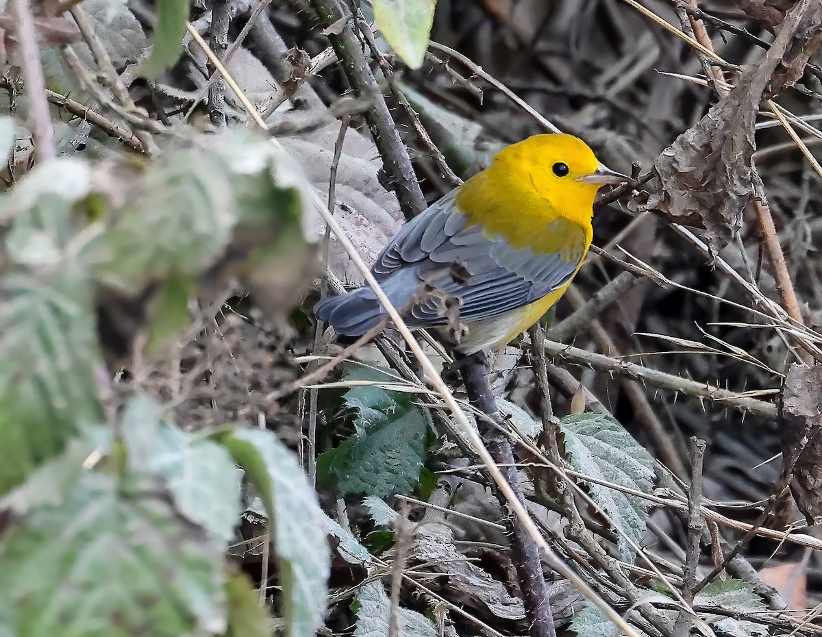 Prothonotary Warbler - ML625676743