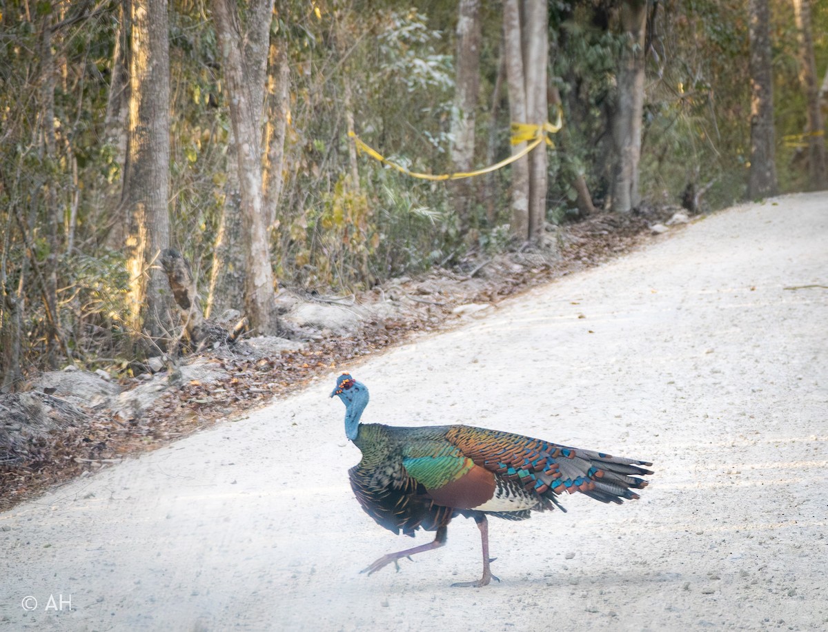 Ocellated Turkey - ML625677044