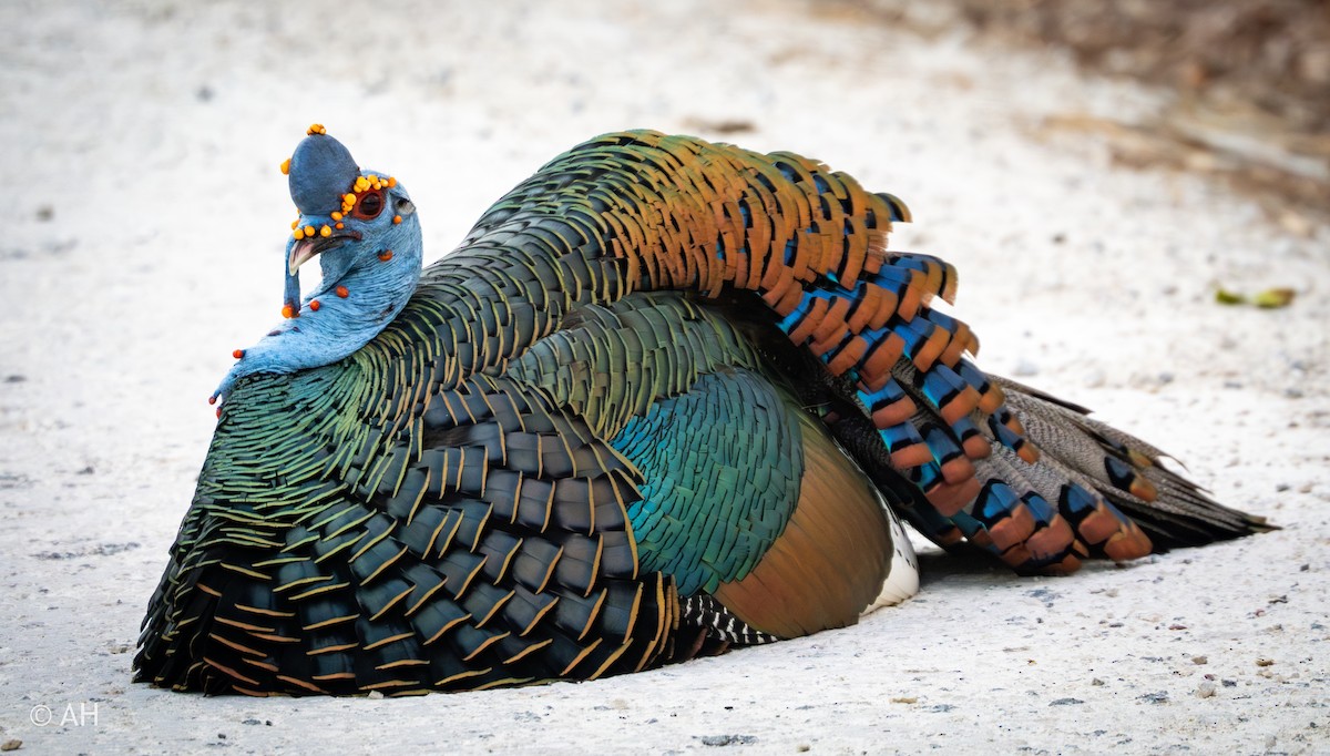 Ocellated Turkey - ML625677045