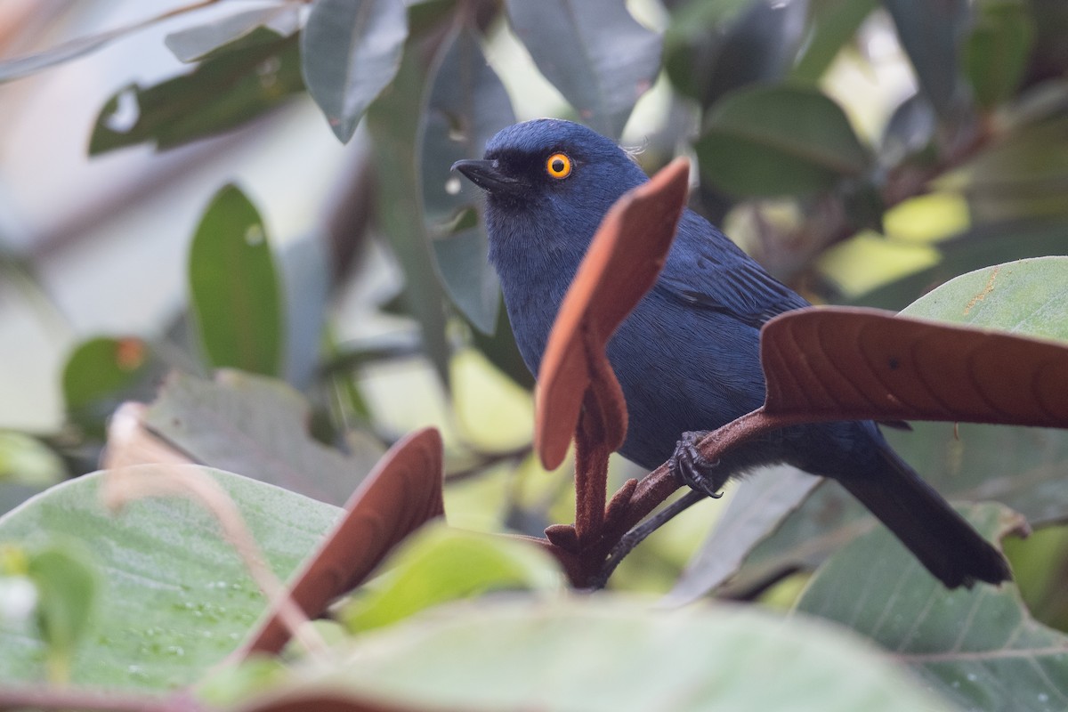 Deep-blue Flowerpiercer - ML625677135