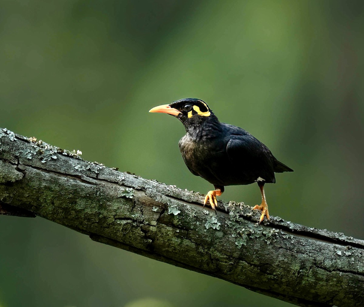 Southern Hill Myna - ML625677144