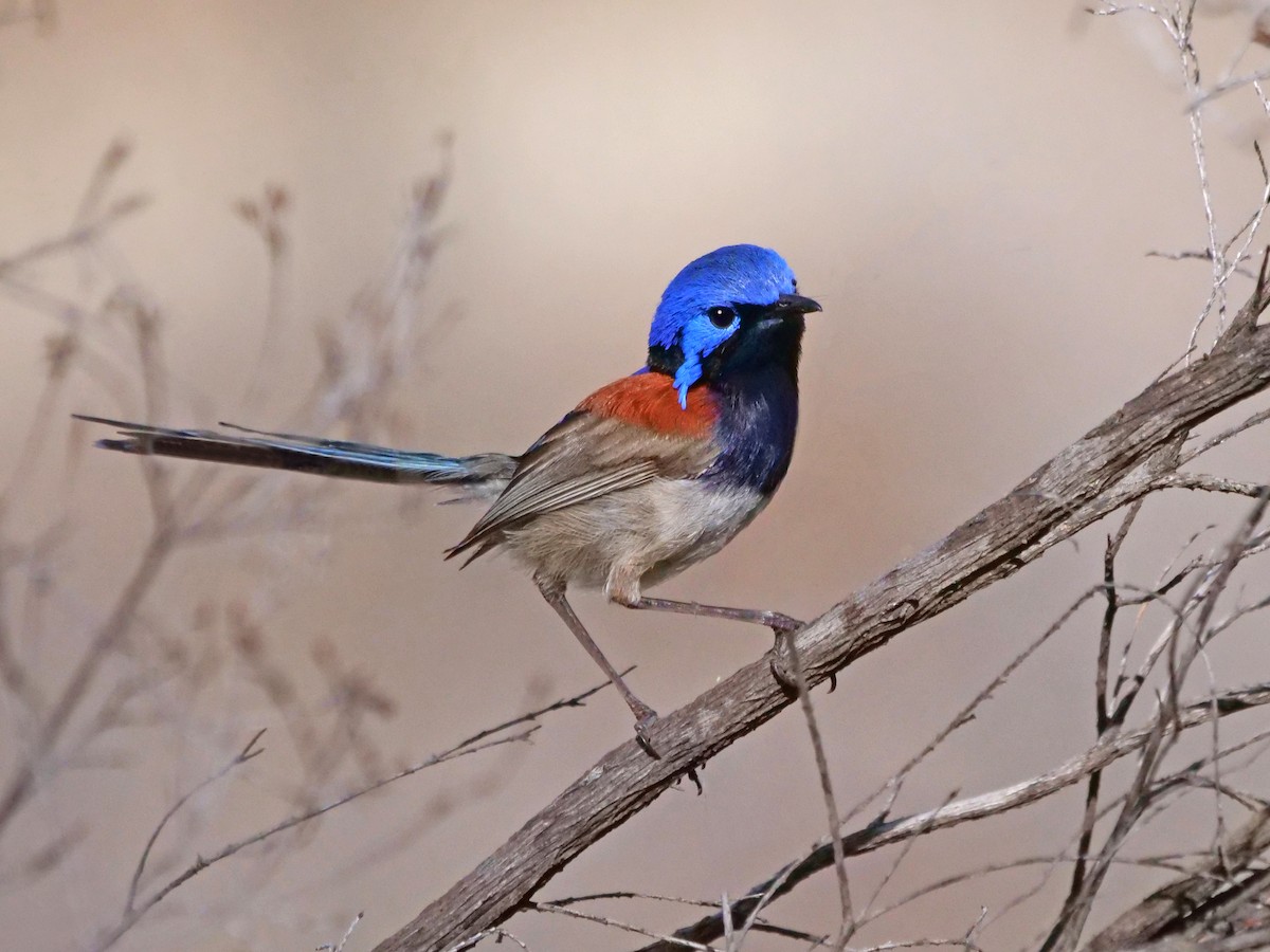 Mérion à gorge bleue - ML625677166