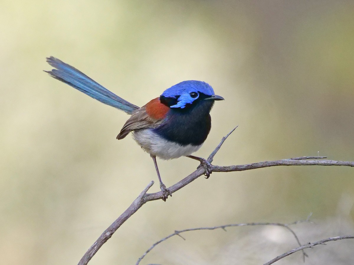 Mérion à gorge bleue - ML625677167