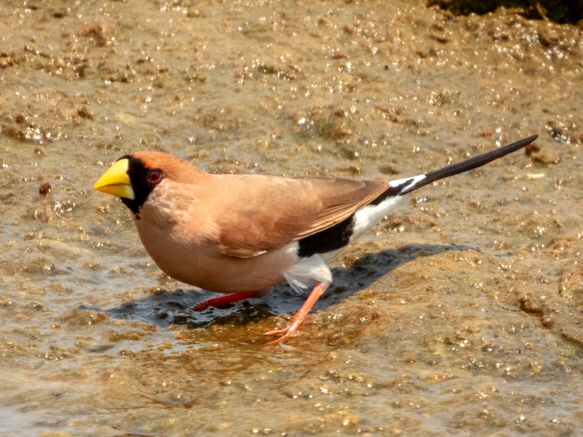 Masked Finch (Masked) - ML625677245