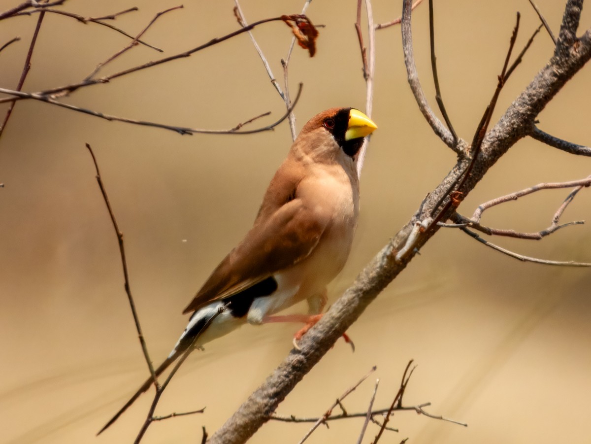 Masked Finch (Masked) - ML625677248