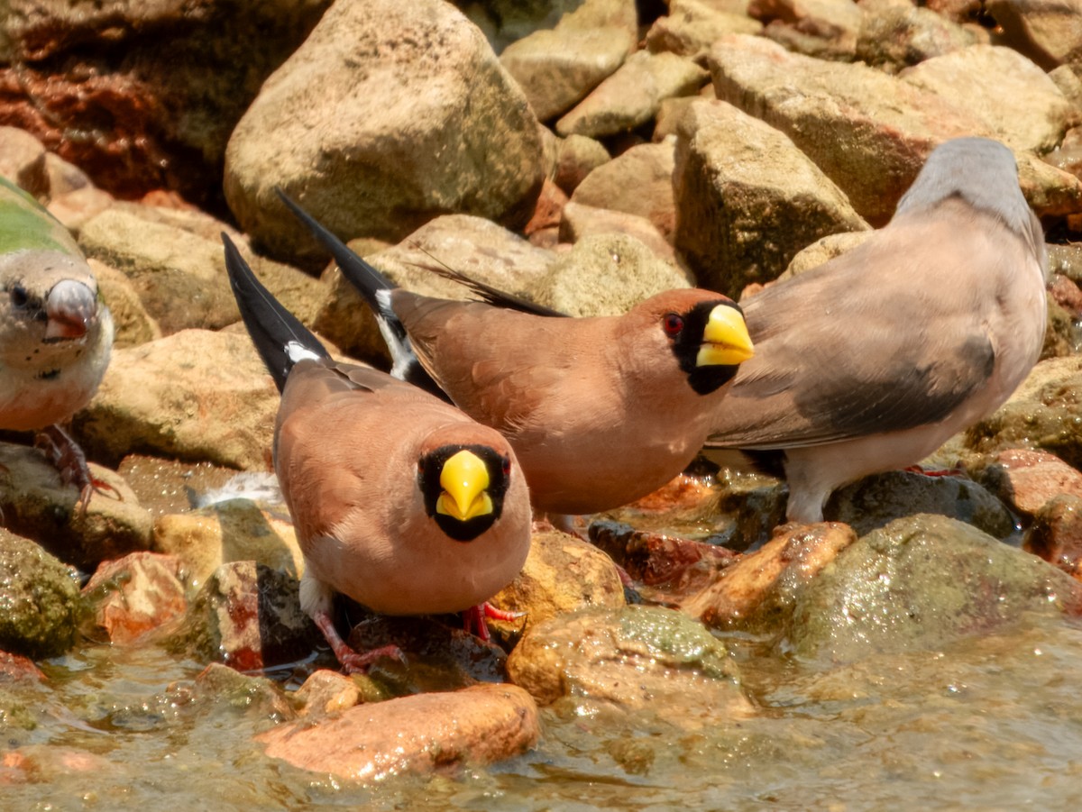 Masked Finch (Masked) - ML625677253