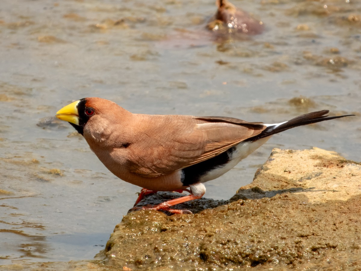 Masked Finch (Masked) - ML625677257