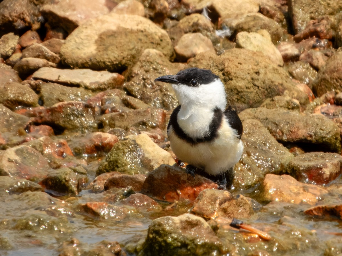 Banded Honeyeater - ML625677296