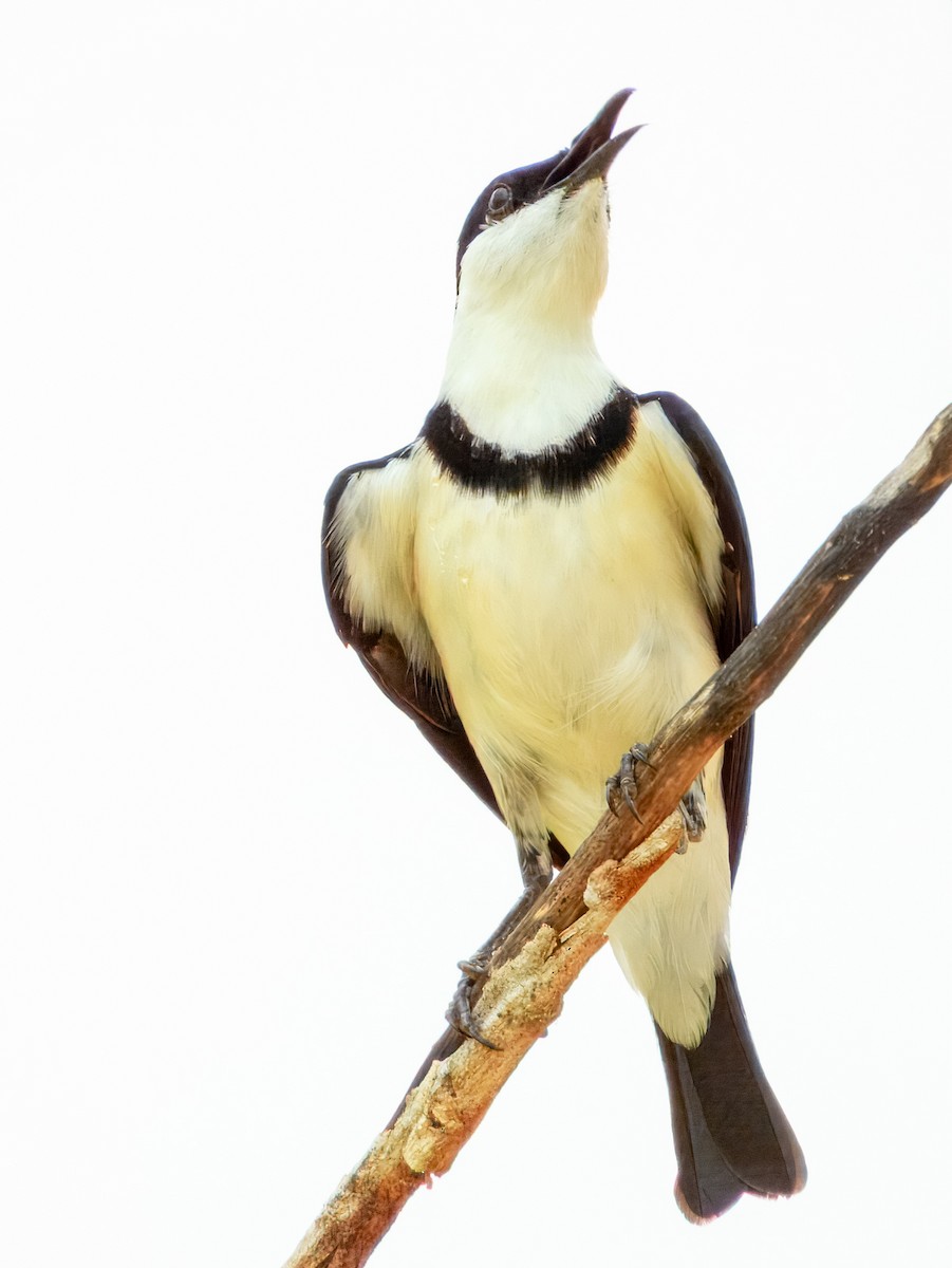 Banded Honeyeater - ML625677298