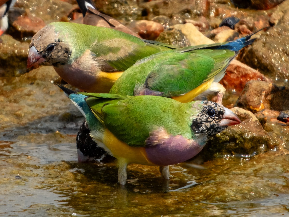 Gouldian Finch - ML625677301